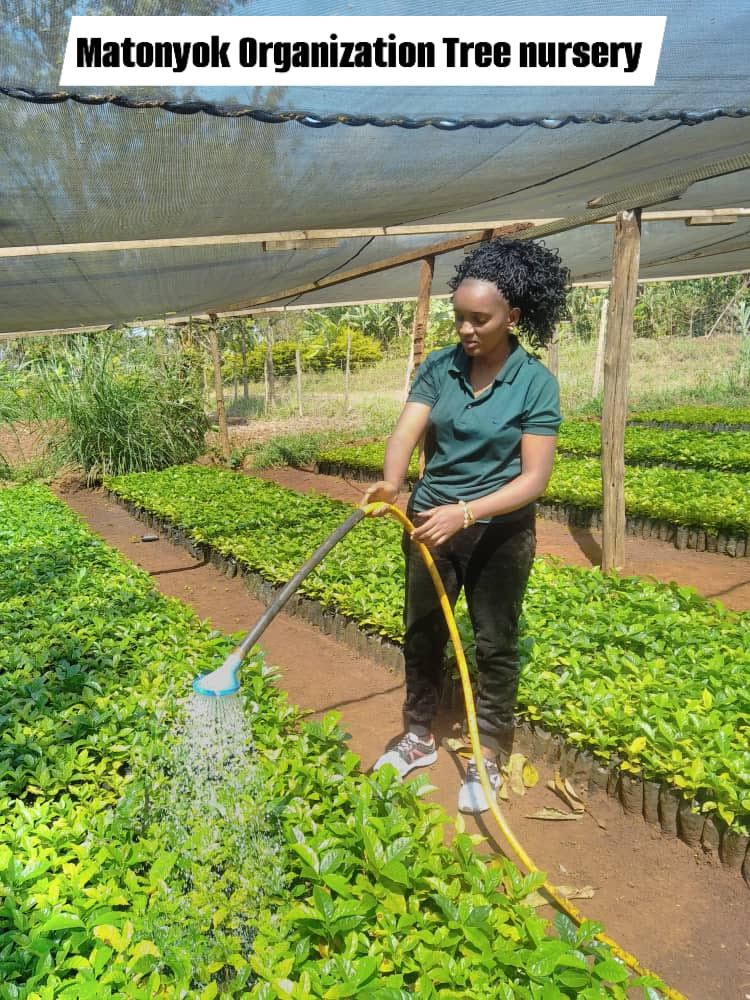 Siha agroforestry project