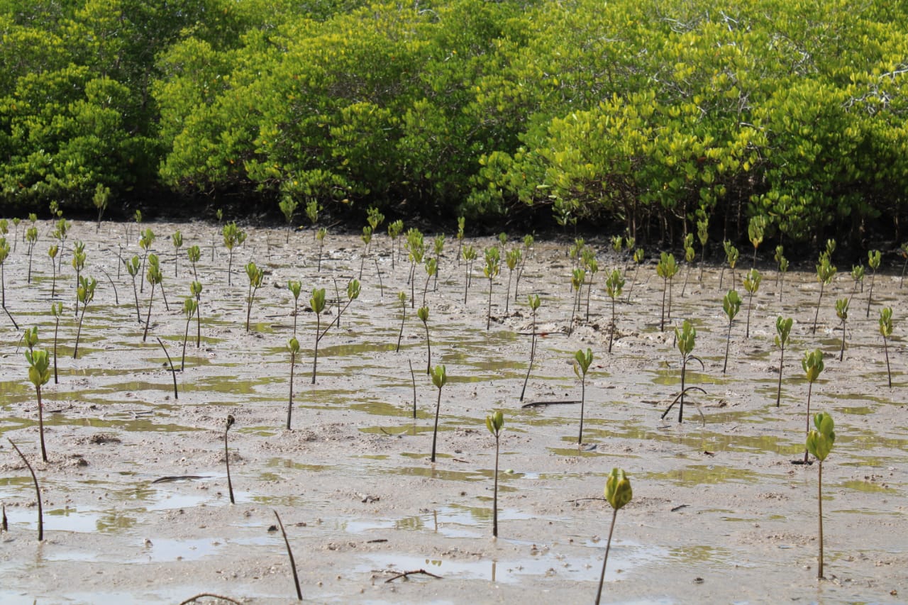 Mangrove Restoration photo