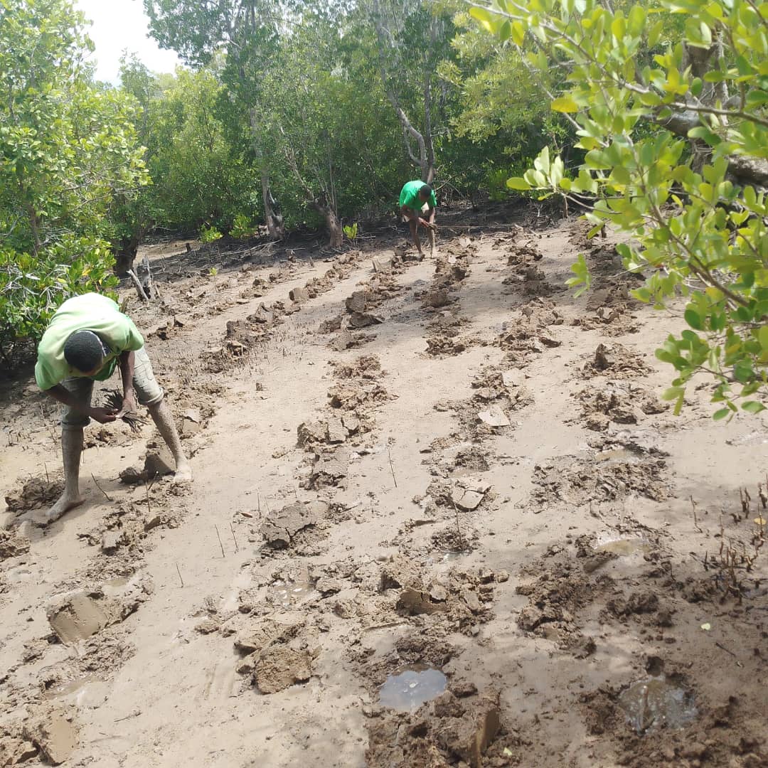 Mangrove Restoration photo