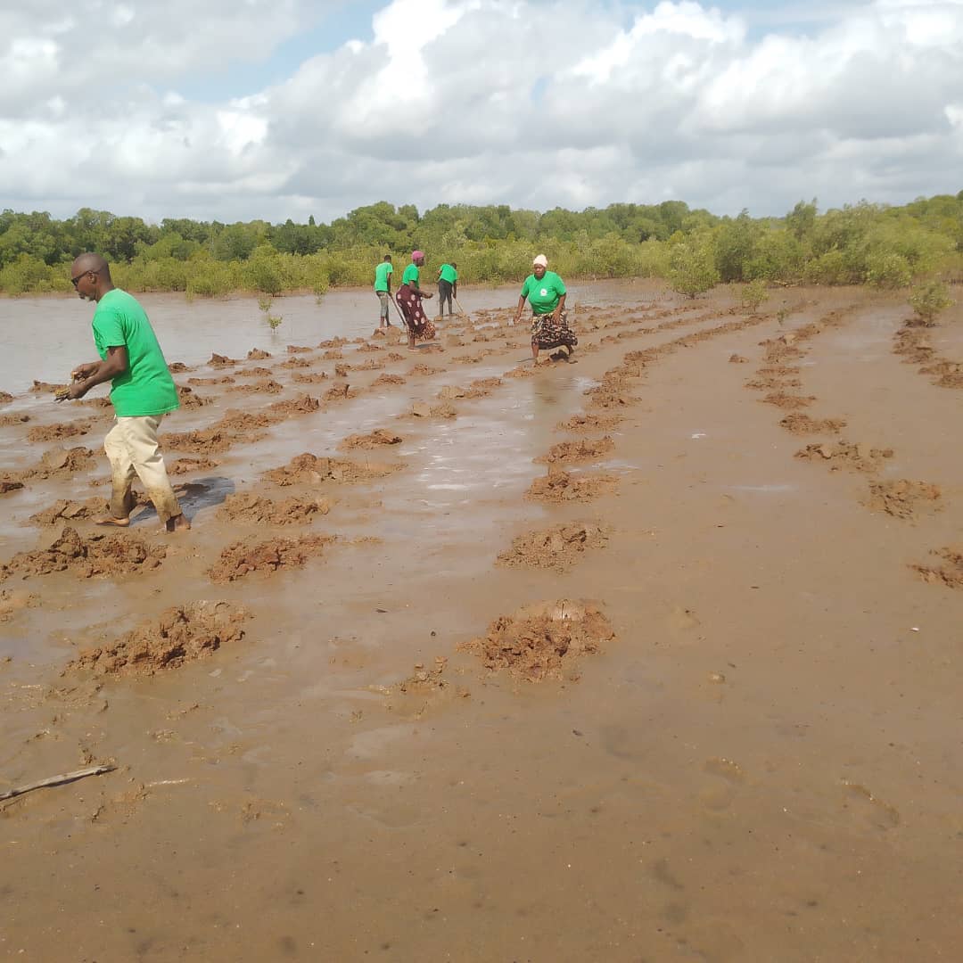 Mangrove Restoration photo