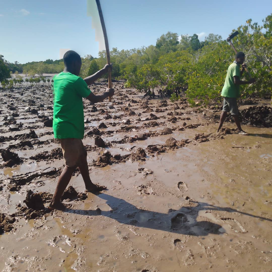 Mangrove Restoration photo