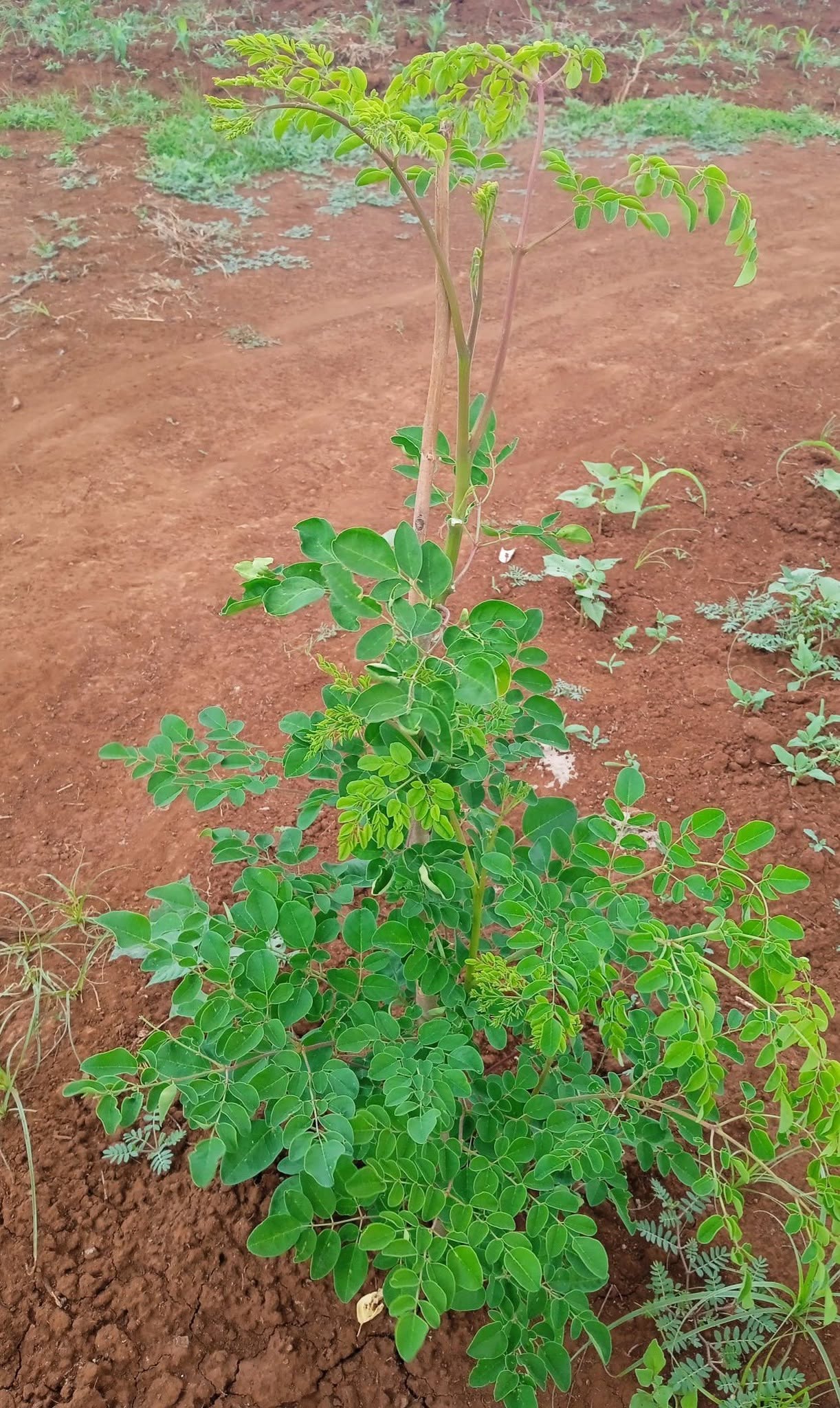 Agroforestry