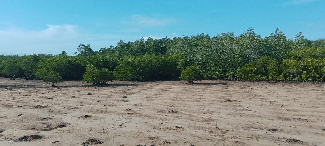 Mangrove Restoration at Mashewa, Tanga Region - photo 1