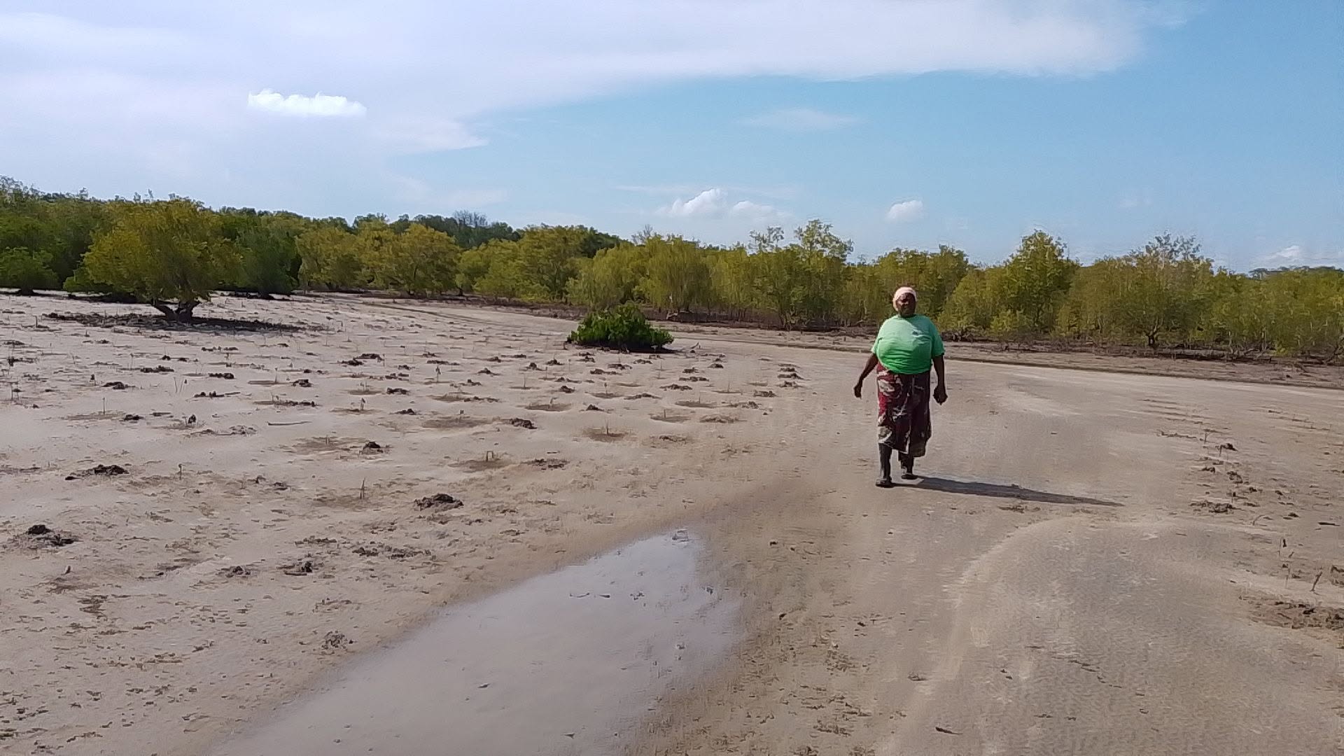 Mangrove Restoration at Mashewa, Tanga Region - photo 3