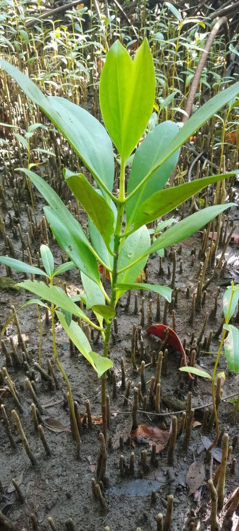 Mangrove Restoration at Mashewa, Tanga Region - photo 6